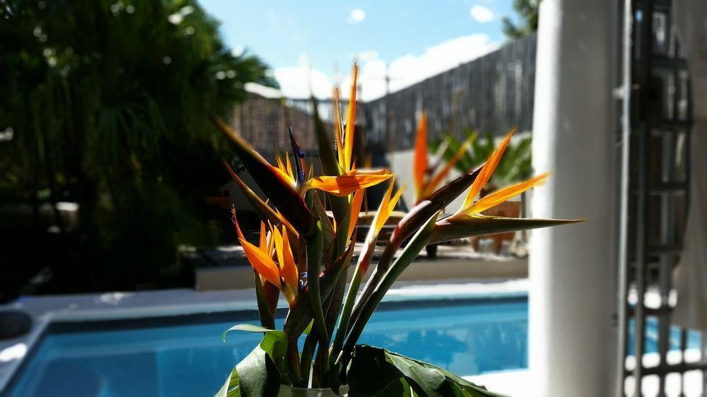 Jardin D'ebene Boutique Bed & Breakfast Kaapstad